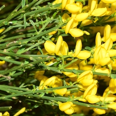 Cytisus galianoi