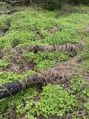 Anemonastrum baicalense