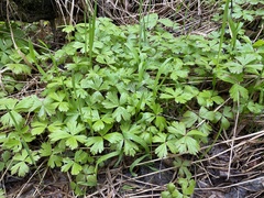 Anemonastrum baicalense