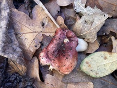 Russula nitida