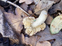 Russula nitida