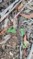 Eriochilus collinus sericeus