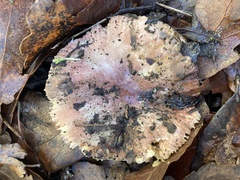 Russula nitida