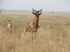 Alcelaphus buselaphus cokii