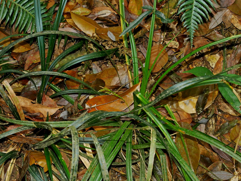 Carex sect. Lageniformes