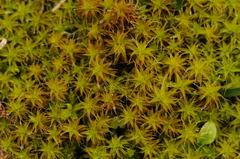 Syntrichia ruraliformis