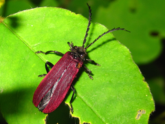 Macrolycus flabellatus