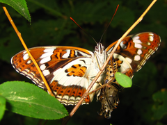 Limenitis sydyi