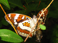 Limenitis sydyi