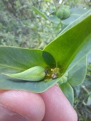 Euphorbia lathyris