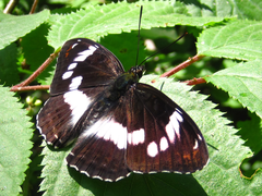 Limenitis sydyi