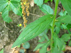 Lithospermum erythrorhizon