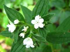 Lithospermum erythrorhizon