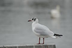 Chroicocephalus ridibundus