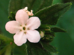 Lithospermum erythrorhizon