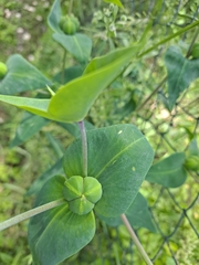 Euphorbia lathyris