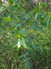 Euphorbia lathyris