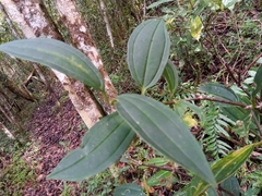 Medinilla