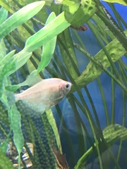 Gymnocorymbus ternetzi