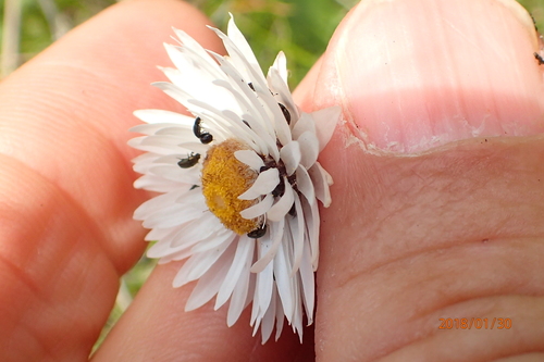 Helichrysum bellum, photograph 1