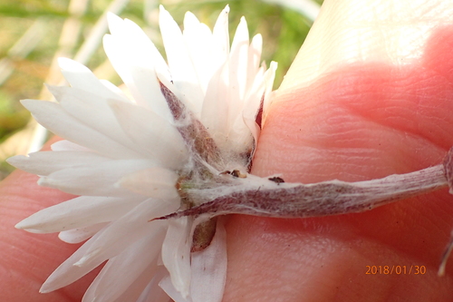 Helichrysum bellum