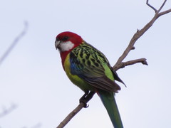 Platycercus eximius diemenensis