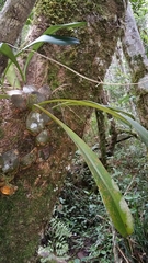 Bulbophyllum occlusum image