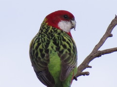 Platycercus eximius diemenensis