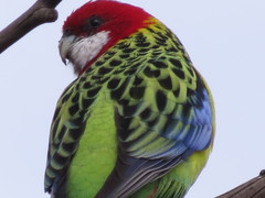 Platycercus eximius diemenensis