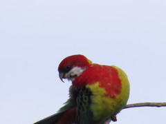 Platycercus eximius diemenensis