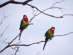 Platycercus eximius diemenensis