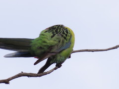 Platycercus eximius diemenensis