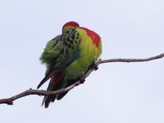 Platycercus eximius diemenensis