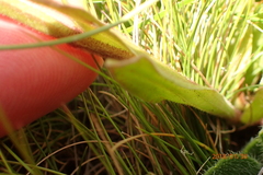 Image of Helichrysum bellum