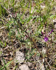 Astragalus suffruticosus