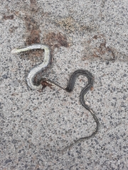 Hierophis viridiflavus