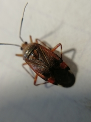 Deraeocoris olivaceus