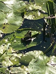 Pelophylax