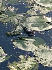 Pelophylax