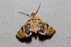 Margarosticha repetitalis