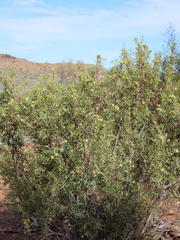 Pimelea microcephala microcephala