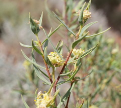 Pimelea microcephala microcephala