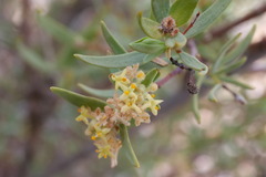 Pimelea microcephala microcephala