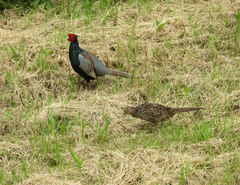 Phasianus versicolor