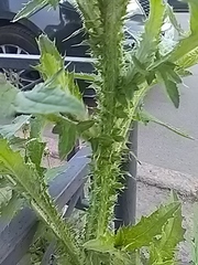 Carduus crispus