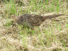 Phasianus versicolor