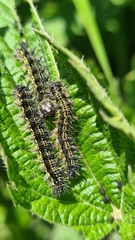 Aglais urticae