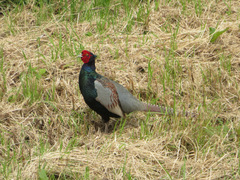 Phasianus versicolor