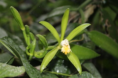 Vanilla insignis