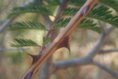 Senegalia brevispica dregeana
